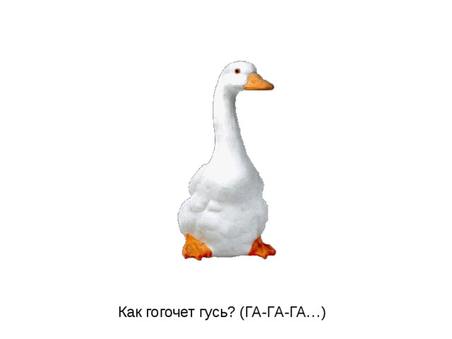 Как гогочет гусь? (ГА-ГА-ГА…)