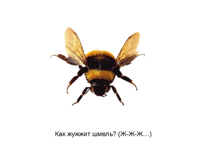 Как жужжит шмель? (Ж-Ж-Ж…)