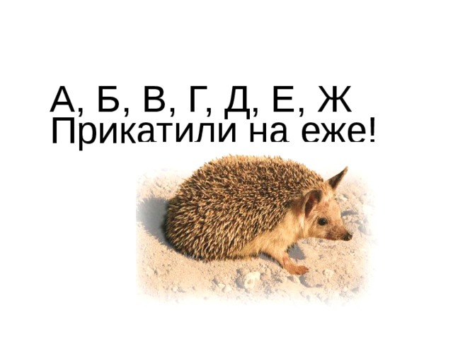 А, Б, В, Г, Д, Е, Ж  Прикатили на еже!