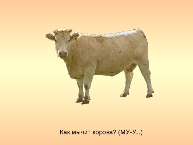 Как мычит корова? (МУ-У...)
