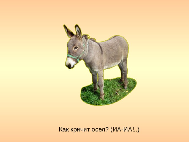 Как кричит осел? (ИА-ИА!..)