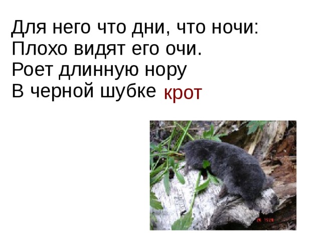 Для него что дни, что ночи:  Плохо видят его очи.  Роет длинную нору  В черной шубке крот