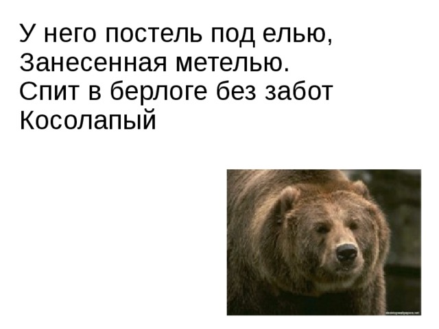 У него постель под елью,  Занесенная метелью.  Спит в берлоге без забот  Косолапый