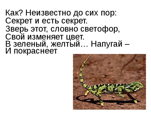 Как? Неизвестно до сих пор:  Секрет и есть секрет.  Зверь этот, словно светофор,  Свой изменяет цвет. В зеленый, желтый… Напугай –  И покраснеет