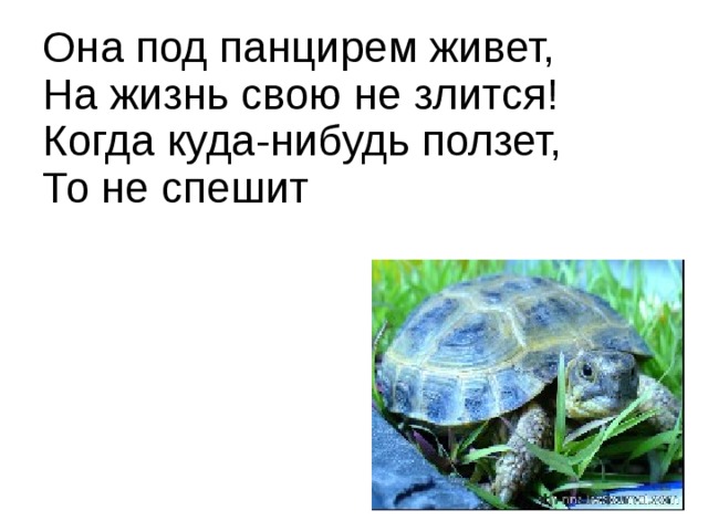 Она под панцирем живет,  На жизнь свою не злится!  Когда куда-нибудь ползет,  То не спешит