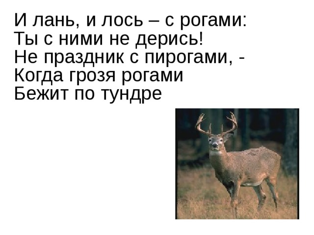 И лань, и лось – с рогами:  Ты с ними не дерись!  Не праздник с пирогами, -  Когда грозя рогами  Бежит по тундре