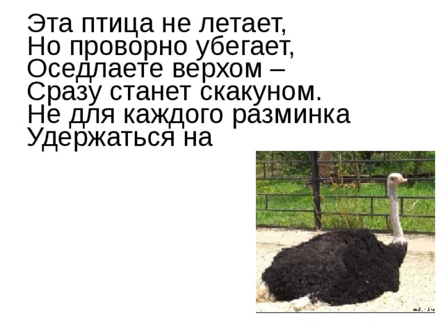 Эта птица не летает,  Но проворно убегает,  Оседлаете верхом –  Сразу станет скакуном.  Не для каждого разминка  Удержаться на