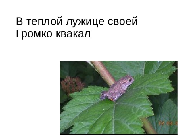 В теплой лужице своей  Громко квакал