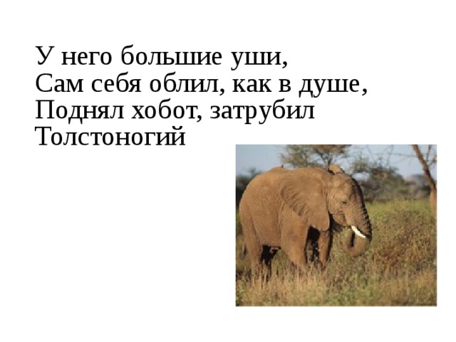 У него большие уши,  Сам себя облил, как в душе,  Поднял хобот, затрубил Толстоногий
