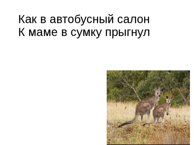 Как в автобусный салон  К маме в сумку прыгнул
