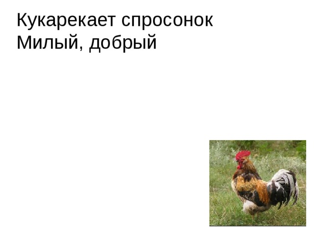 Кукарекает спросонок  Милый, добрый