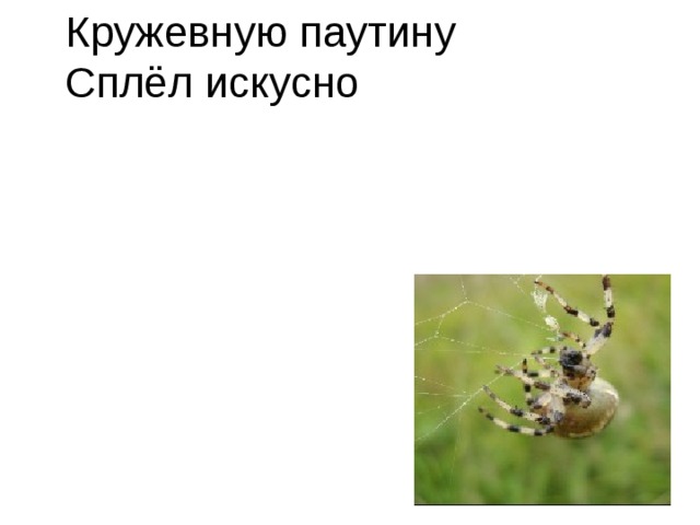 Кружевную паутину  Сплёл искусно