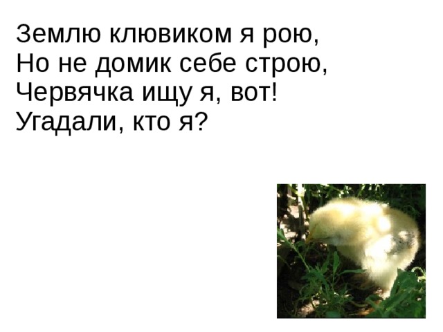 Землю клювиком я рою,  Но не домик себе строю,  Червячка ищу я, вот!  Угадали, кто я?