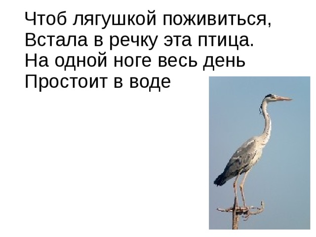 Чтоб лягушкой поживиться,  Встала в речку эта птица.  На одной ноге весь день  Простоит в воде