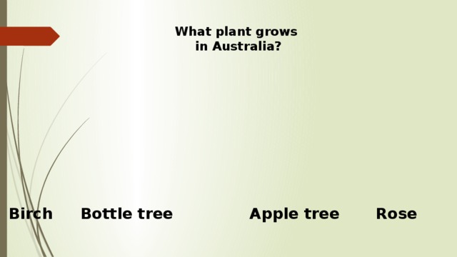 What plant grows  in Australia?   Birch Bottle tree Apple tree Rose 