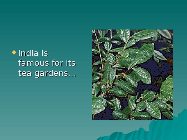 India is famous for its tea gardens…  