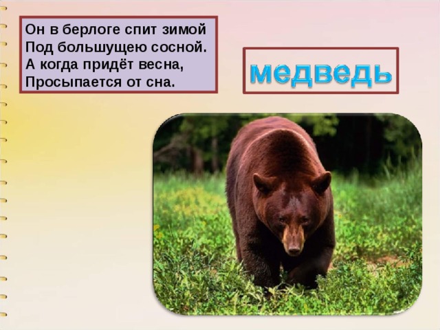 Он в берлоге спит зимой  Под большущею сосной.  А когда придёт весна,  Просыпается от сна. 
