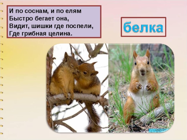 И по соснам, и по елям  Быстро бегает она,  Видит, шишки где поспели,  Где грибная целина. 