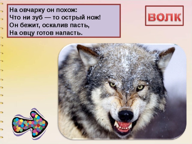 На овчарку он похож:  Что ни зуб — то острый нож!  Он бежит, оскалив пасть,  На овцу готов напасть. 