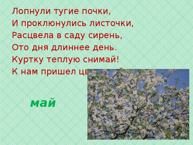 Лопнули тугие почки, И проклюнулись листочки, Расцвела в саду сирень, Ото дня длиннее день. Куртку теплую снимай! К нам пришел цветущий... май 