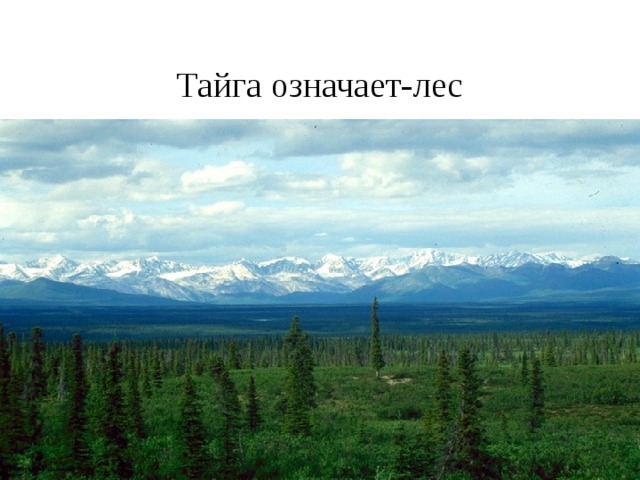 Тайга означает-лес 