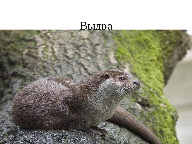 Выдра 