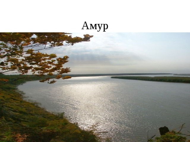 Амур 