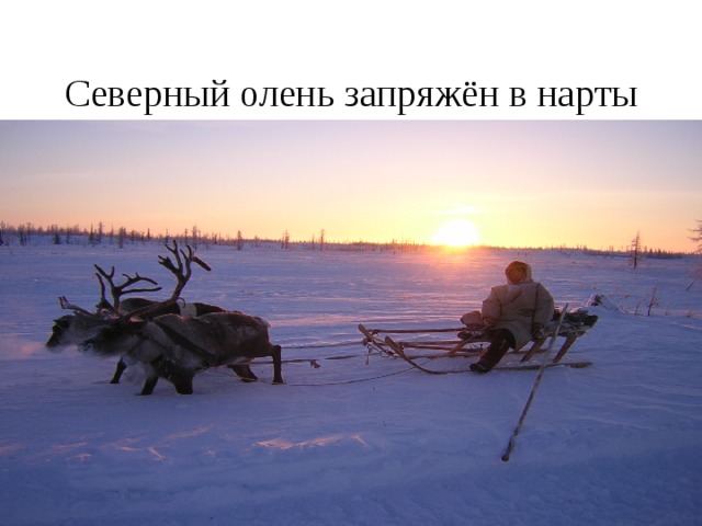 Северный олень запряжён в нарты 