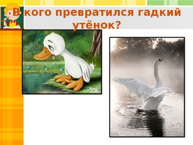 В кого превратился гадкий утёнок?  