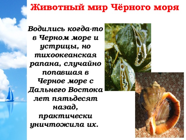 Животный мир Чёрного моря Водились когда-то в Черном море и устрицы, но тихоокеанская рапана, случайно попавшая в Черное море с Дальнего Востока лет пятьдесят назад, практически уничтожила их. 