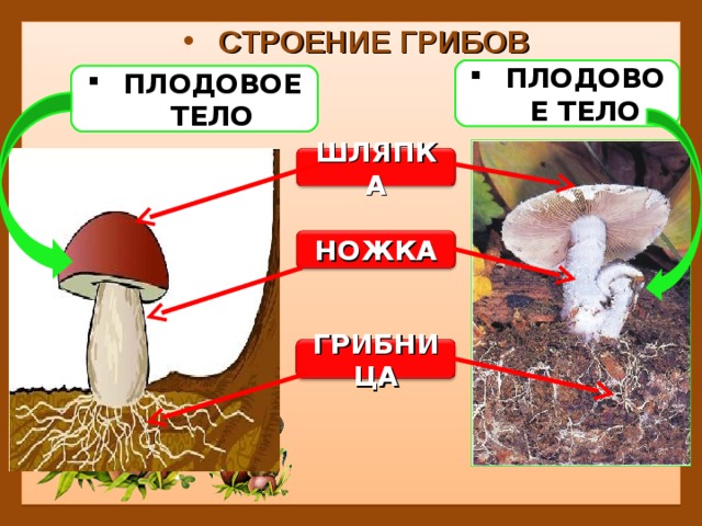 СТРОЕНИЕ ГРИБОВ ПЛОДОВОЕ  ТЕЛО ПЛОДОВОЕ  ТЕЛО ШЛЯПКА НОЖКА ГРИБНИЦА 