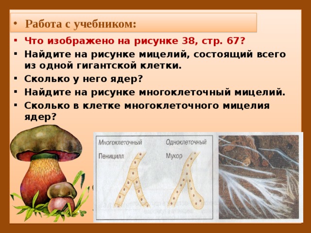 Работа с учебником: Что изображено на рисунке 38, стр. 67? Найдите на рисунке мицелий, состоящий всего из одной гигантской клетки. Сколько у него ядер? Найдите на рисунке многоклеточный мицелий. Сколько в клетке многоклеточного мицелия ядер? 