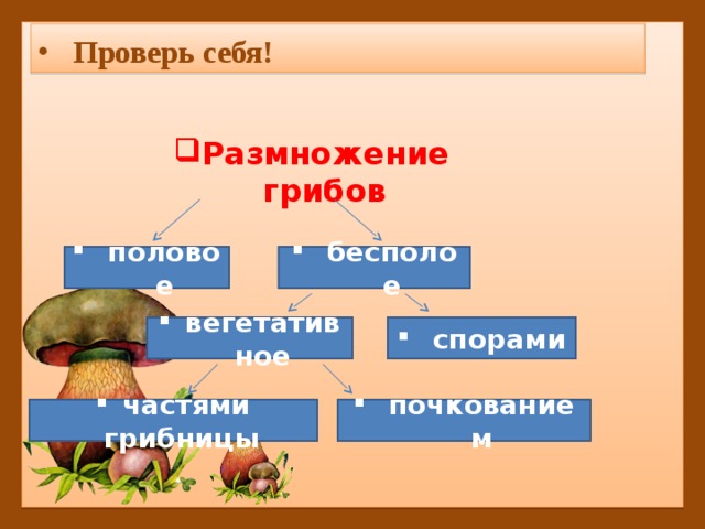 Проверь себя! Размножение грибов  половое бесполое вегетативное спорами частями грибницы почкованием 