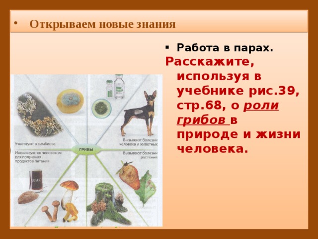 Открываем новые знания Работа в парах. Расскажите, используя в учебнике рис.39, стр.68, о роли грибов в природе и жизни человека.  