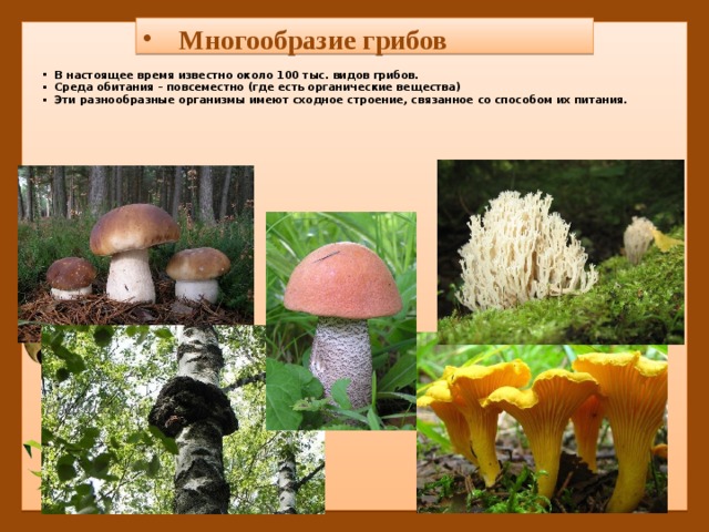 Многообразие грибов В настоящее время известно около 100 тыс. видов грибов. Среда обитания – повсеместно (где есть органические вещества) Эти разнообразные организмы имеют сходное строение, связанное со способом их питания. 