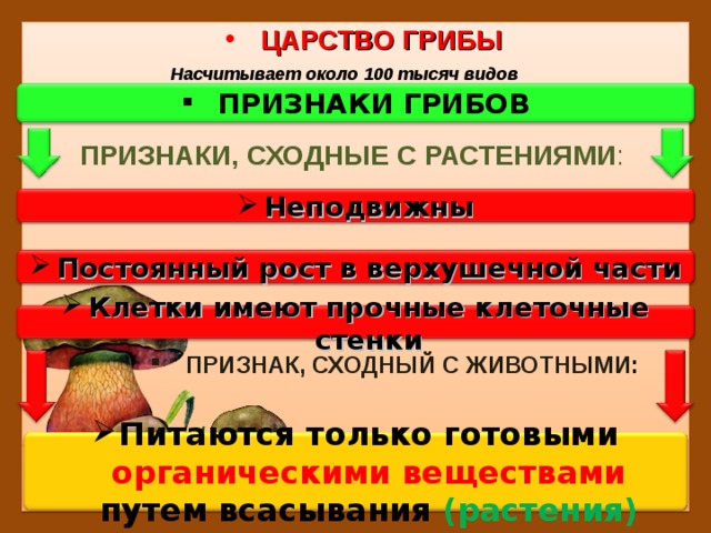 ЦАРСТВО ГРИБЫ Насчитывает около 100 тысяч видов ПРИЗНАКИ ГРИБОВ ПРИЗНАКИ, СХОДНЫЕ С РАСТЕНИЯМИ : Неподвижны Постоянный рост в верхушечной части Клетки имеют прочные клеточные стенки ПРИЗНАК, СХОДНЫЙ С ЖИВОТНЫМИ : Питаются только готовыми органическими веществами путем всасывания (растения) 7 