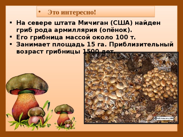 Это интересно! На севере штата Мичиган (США) найден гриб рода армиллярия (опёнок). Его грибница массой около 100 т. Занимает площадь 15 га. Приблизительный возраст грибницы 1500 лет. 