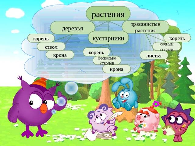 растения травянистые растения деревья кустарники корень корень сочный стебель ствол корень крона листья несколько стволов крона 