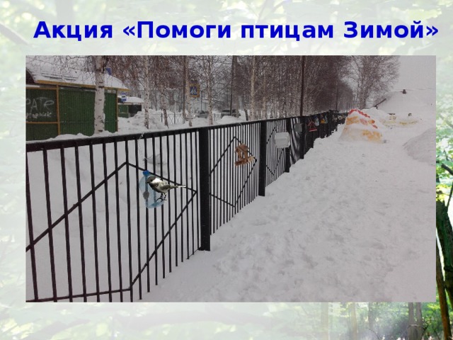 Акция «Помоги птицам Зимой» 