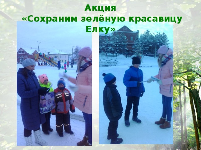 Акция  «Сохраним зелёную красавицу Елку» 