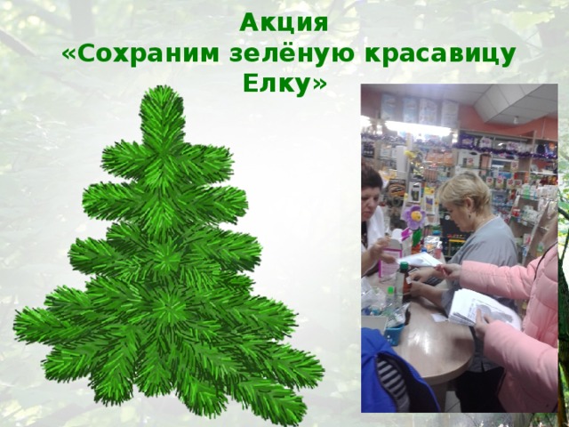 Акция  «Сохраним зелёную красавицу Елку» 