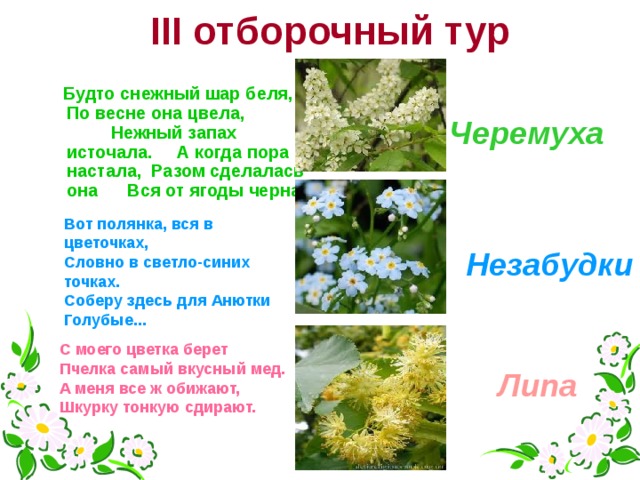 III отборочный тур  Будто снежный шар беля, По весне она цвела, Нежный запах источала. А когда пора настала, Разом сделалась она Вся от ягоды черна.  Черемуха Черемуха Вот полянка, вся в цветочках,  Словно в светло-синих точках.  Соберу здесь для Анютки  Голубые... Незабудки С моего цветка берет Пчелка самый вкусный мед. А меня все ж обижают, Шкурку тонкую сдирают. Липа 