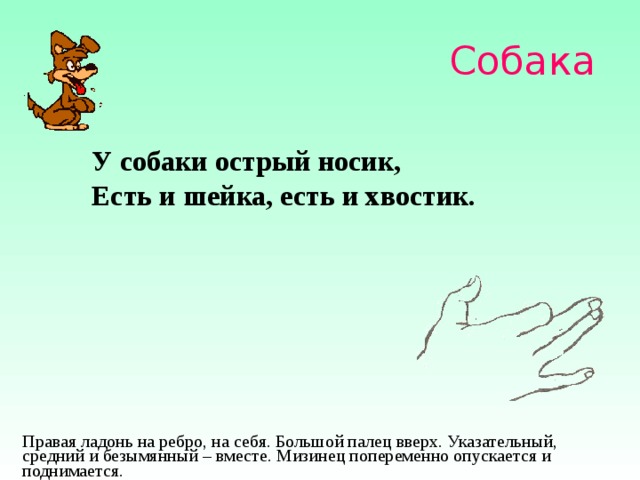 Собака У собаки острый носик, Есть и шейка, есть и хвостик. Правая ладонь на ребро, на себя. Большой палец вверх. Указательный, средний и безымянный – вместе. Мизинец попеременно опускается и поднимается.