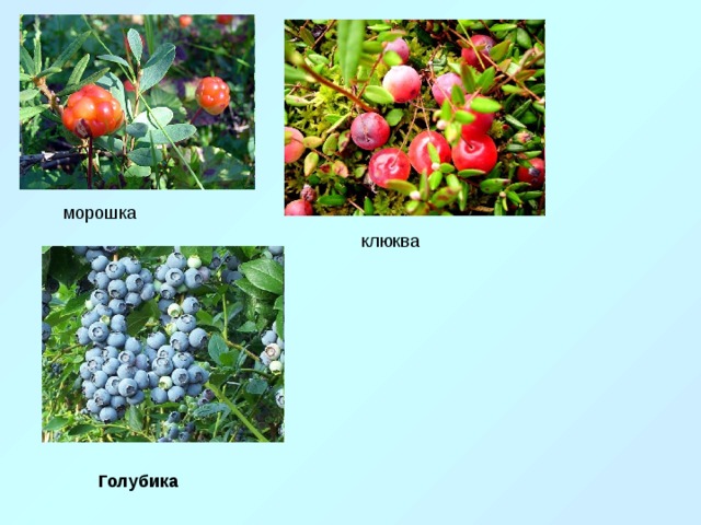 морошка клюква Голубика