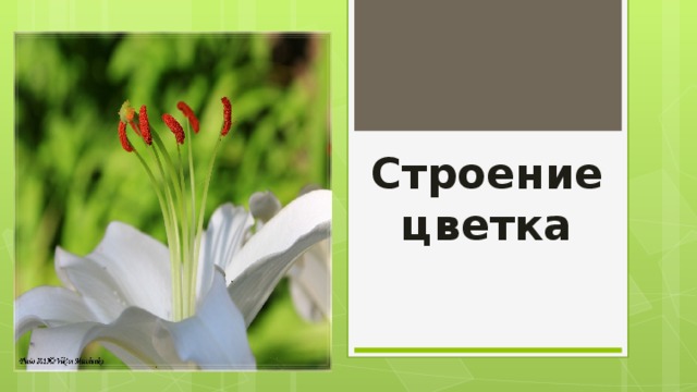 Строение цветка 