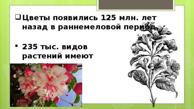 Цветы появились 125 млн. лет назад в раннемеловой период. 235 тыс. видов растений имеют цветы. 