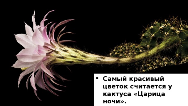 Самый красивый цветок считается у кактуса «Царица ночи». Цветёт два часа. 