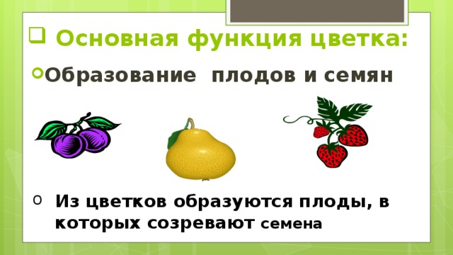 Основная функция цветка: Образование плодов и семян Из цветков образуются плоды, в которых созревают семена 