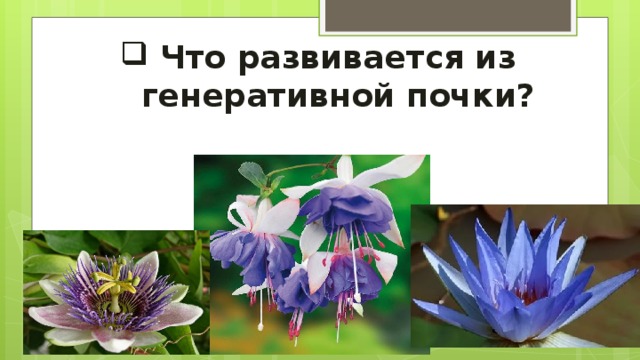 Что развивается из генеративной почки?   