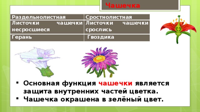  Чашечка Раздельнолистная Сростнолистная Листочки чашечки несросшиеся Листочки чашечки срослись Герань  Гвоздика Основная функция чашечки является защита внутренних частей цветка. Чашечка окрашена в зелёный цвет. 